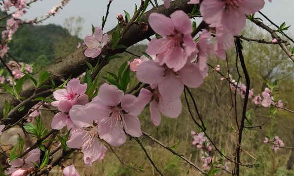 jdb电子游戏(中国)官方网站